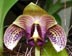 Bulbophyllum sumatranum