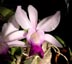 Cattleya walkeriana 'Gloriosa'